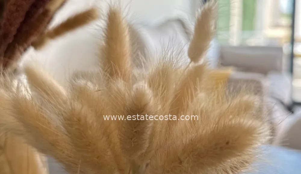 Ground floor bungalow